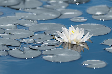 Image showing White water lily flower on mirror blue lake surface