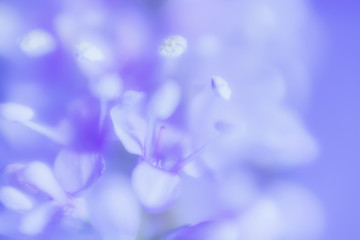 Image showing Abstract Gentle Lilac Floral Background