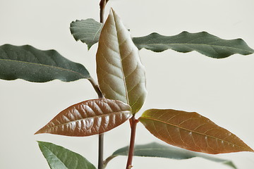 Image showing fresh Branch bay leaves