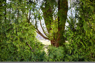 Image showing Junipers in a park