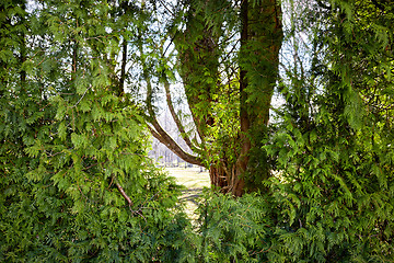 Image showing Junipers in a park