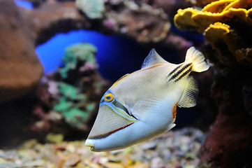 Image showing Picasso Triggerfish in Red Sea