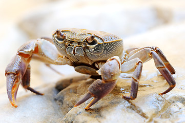 Image showing Freshwater land crab