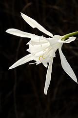 Image showing Large white flower Pancratium maritimum