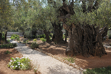 Image showing  Garden of Gethsemane in Jerusalem