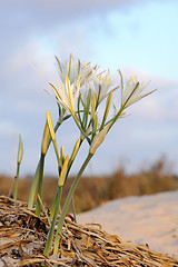 Image showing Large white flower Pancratium maritimum