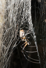 Image showing big white spider Nephilengys livida Madagascar