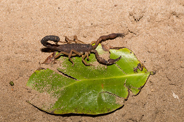 Image showing Scorpions, predatory arachnids Madagascar