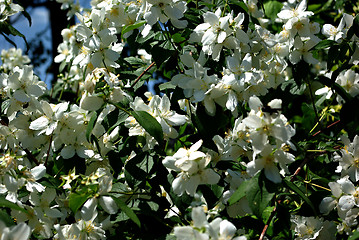 Image showing White Flowers