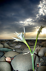 Image showing Cretan Lily