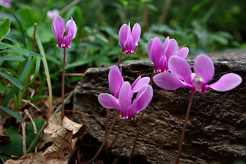 Image showing Cyclamen Persicum