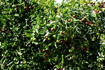 Image showing Olive Tree