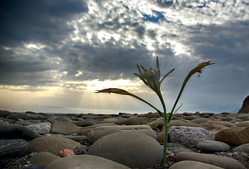 Image showing Cretan Lily