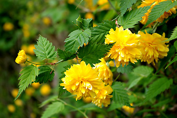 Image showing Yellow Flower