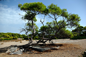 Image showing Old Pine Tree
