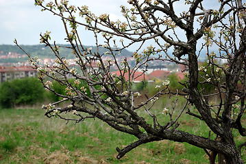 Image showing Blooming Tree