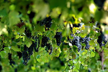 Image showing Grapes