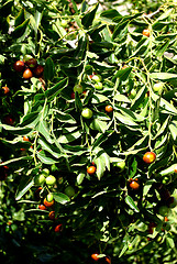 Image showing Olive Tree