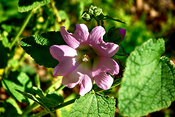 Image showing Pink FLower