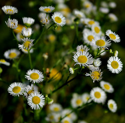 Image showing Daisies