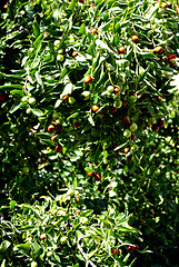 Image showing Olive Tree