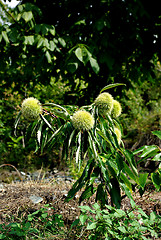 Image showing Chestnut Sapling