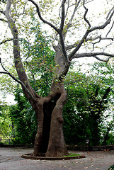 Image showing Twisted Tree