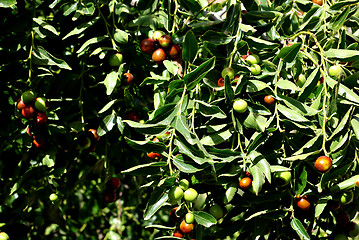 Image showing Olive Tree