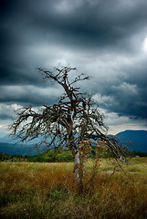 Image showing Dry Tree