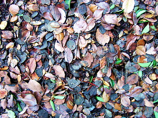 Image showing Leaves