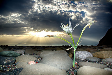 Image showing Cretan Lily