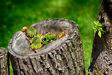 Image showing Cactus Flower