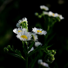 Image showing Daisies