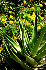 Image showing Agave