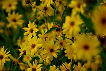 Image showing Yellow FLowers