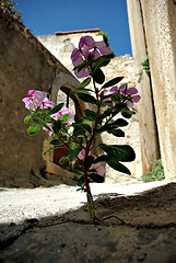 Image showing Flower on Street