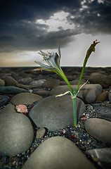 Image showing Cretan Lily