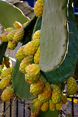 Image showing Pricly Pear