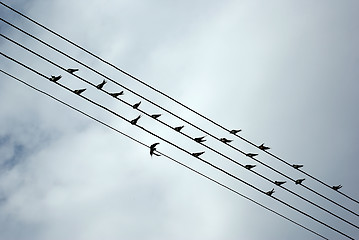 Image showing Birds On Wires