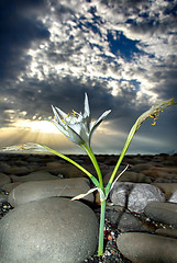 Image showing Cretan Lily