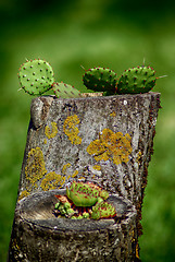 Image showing Cactus Flower