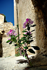 Image showing Flower on Street