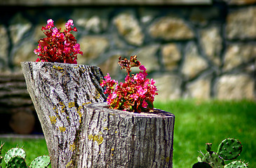 Image showing Pink Flowers