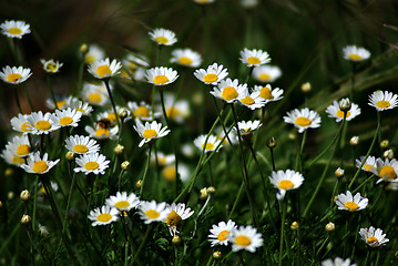 Image showing Daisies