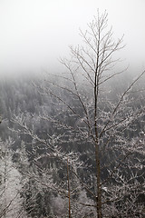 Image showing Frozen winter forest in the fog at gray day