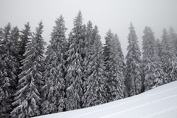 Image showing Frozen winter forest in fog and snow slope for freeride at winte