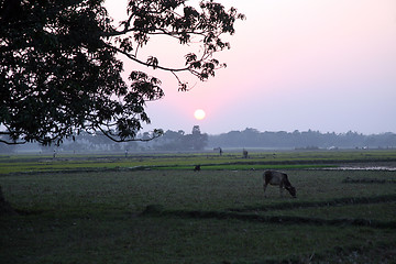 Image showing Sunset in Sundarbans, West Bengal, India