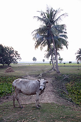 Image showing Cow grazing in the rice fields