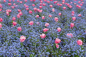 Image showing Tulips