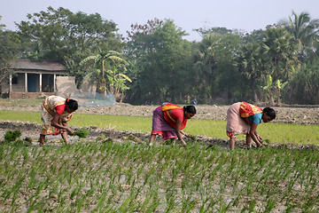 Image showing Rural women working in rice plantation in Kumrokhali, West Bengal, India